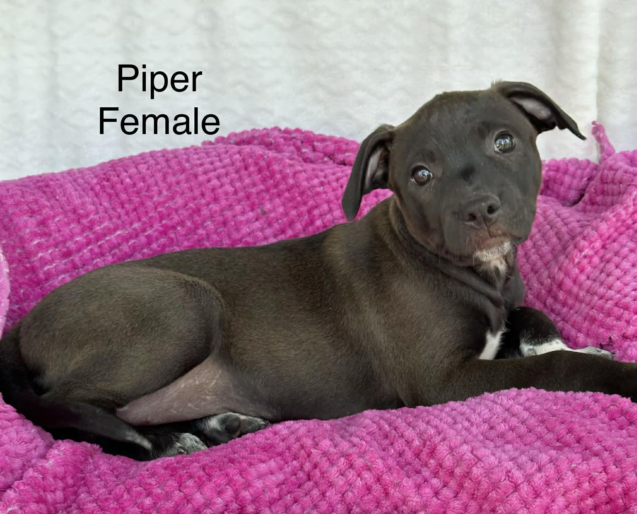 Enlarge Piper the Bully mix puppy, a Adoptable mixed breed in Muskego, WI image 1/1