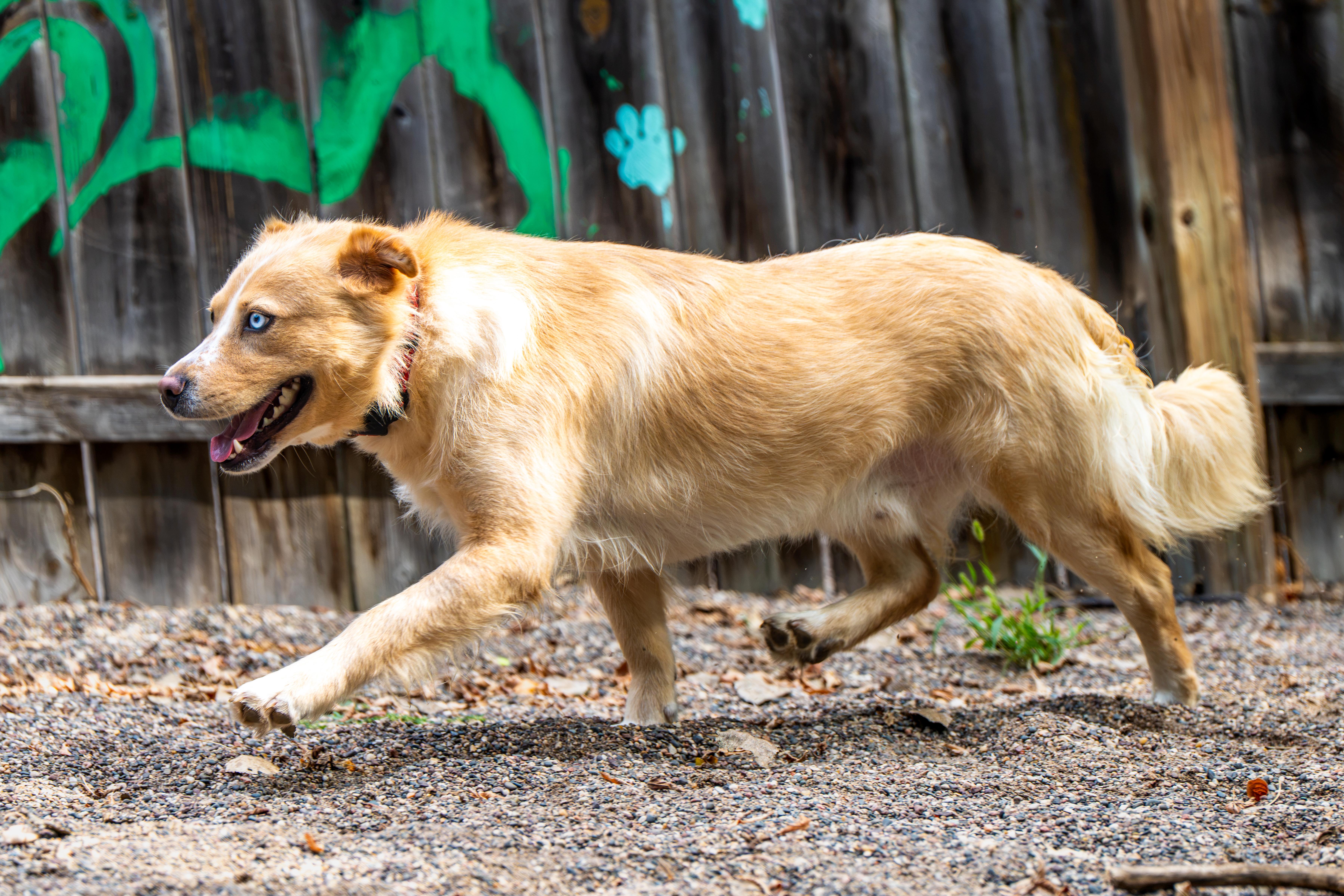 Enlarge Georgie, a ADOPTABLE mixed breed in Red Wing, MN image 3/5