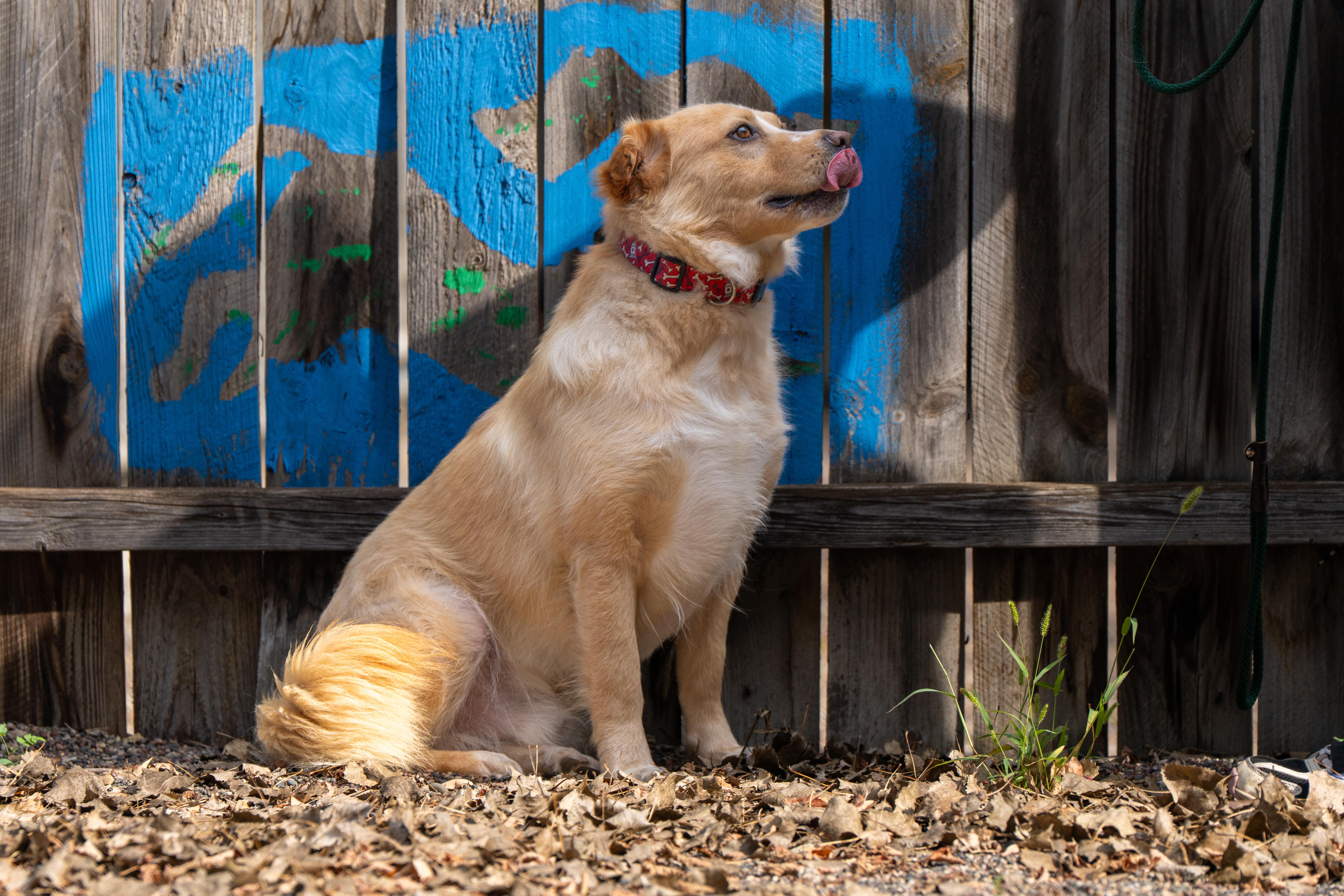 Enlarge Georgie, a ADOPTABLE mixed breed in Red Wing, MN image 4/5