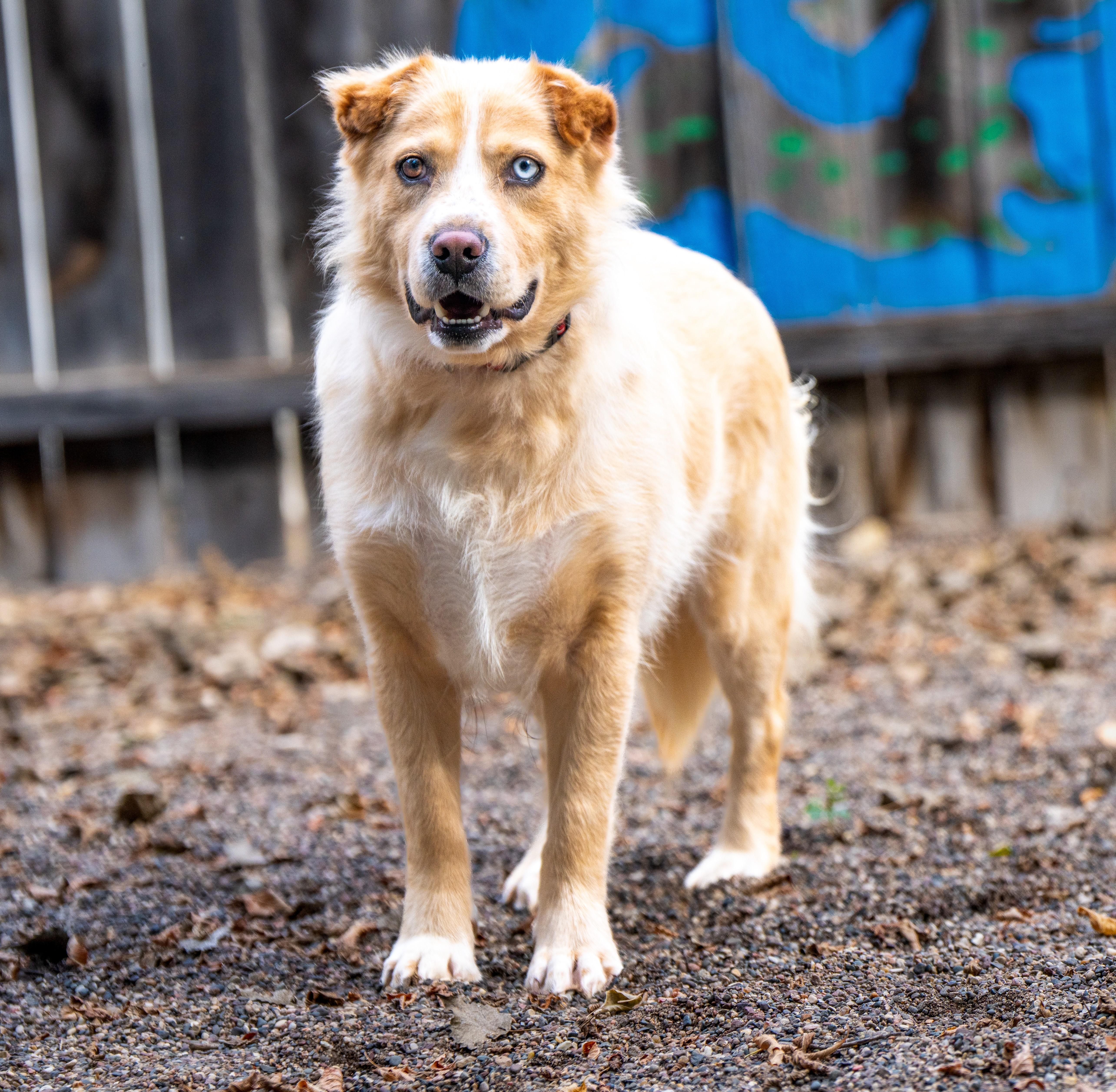 Enlarge Georgie, a ADOPTABLE mixed breed in Red Wing, MN image 1/5