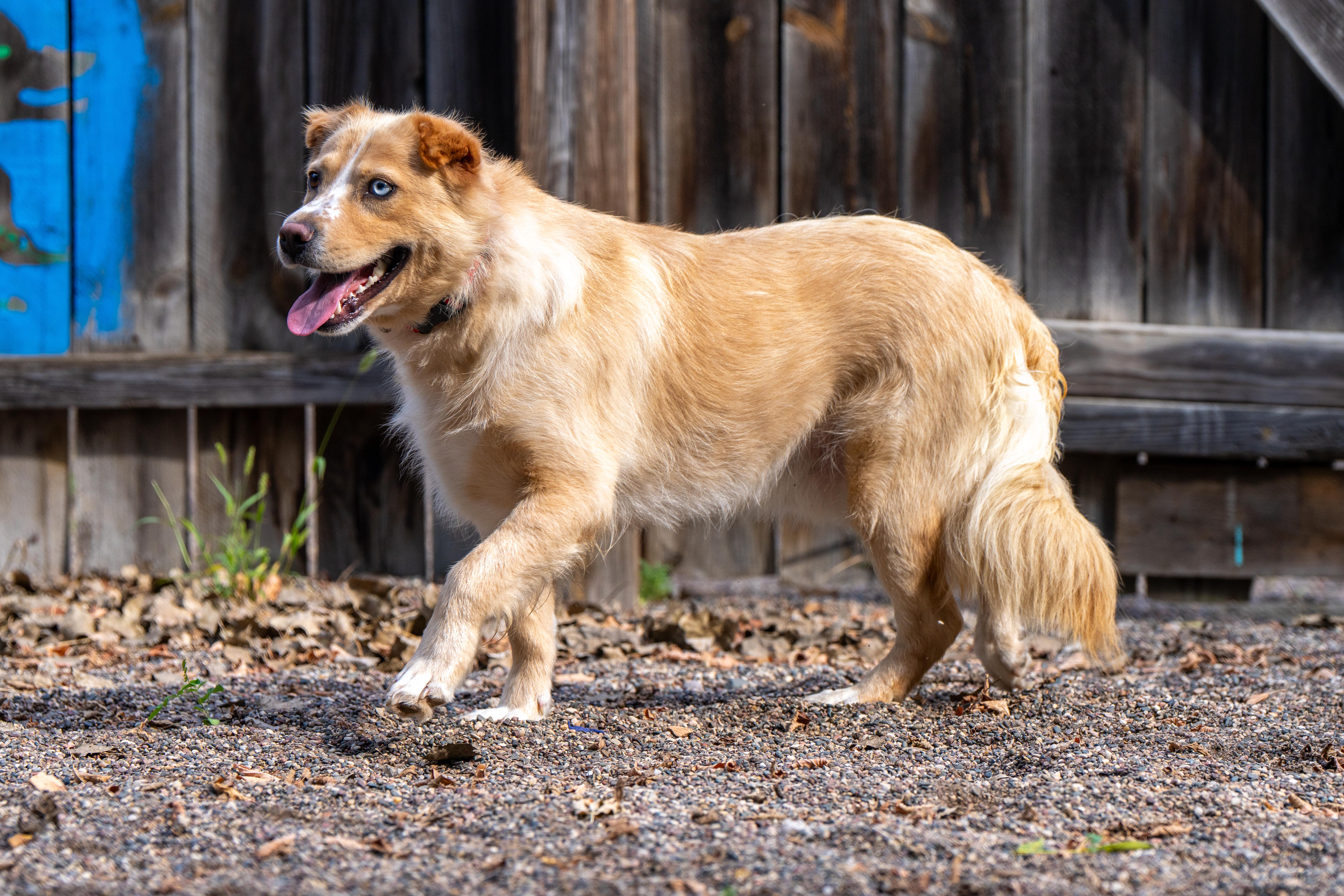 Enlarge Georgie, a ADOPTABLE mixed breed in Red Wing, MN image 2/5