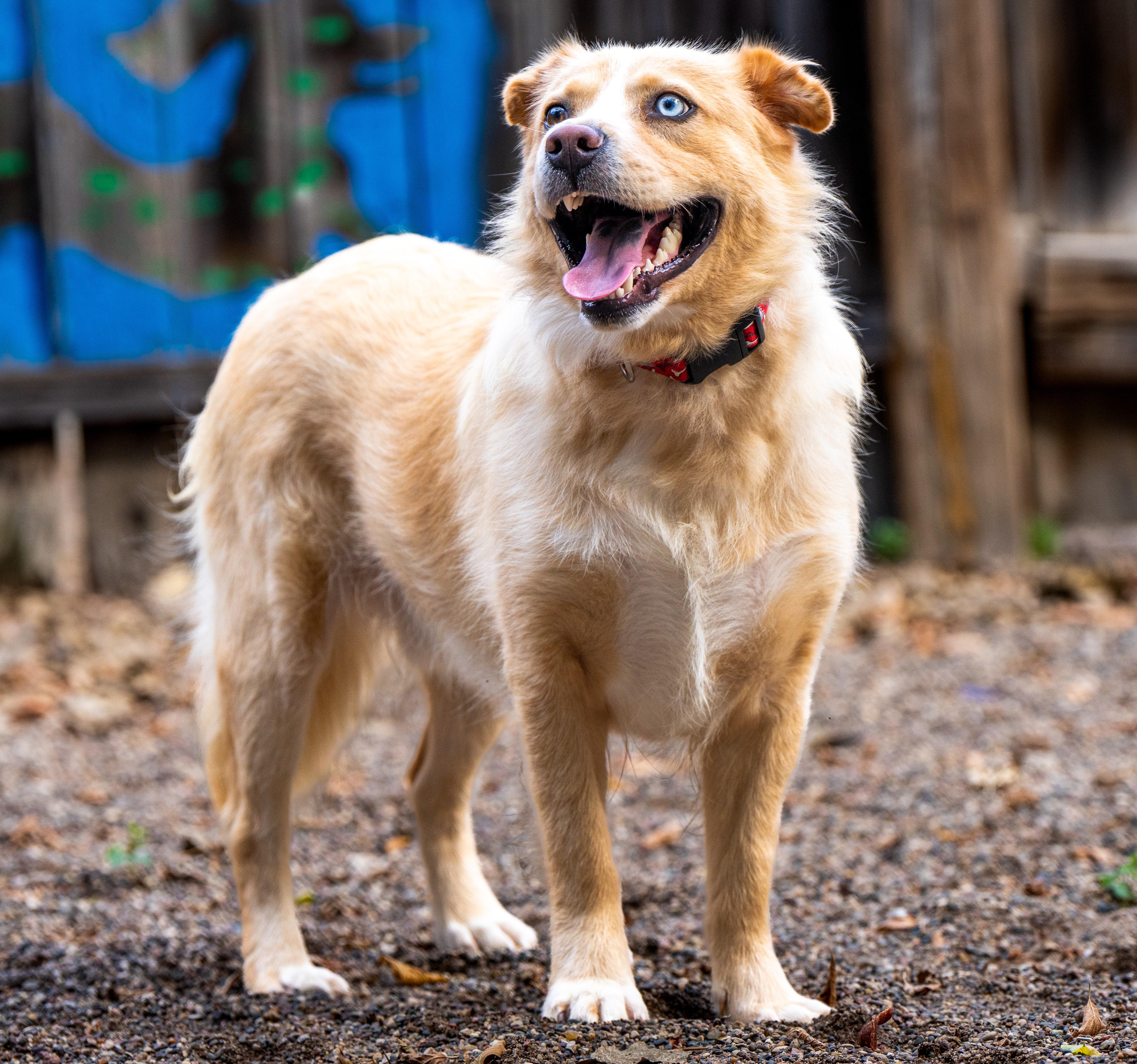 Enlarge Georgie, a ADOPTABLE mixed breed in Red Wing, MN image 5/5