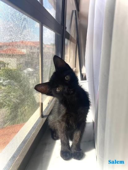 SALEM Domestic Short Hair Cat