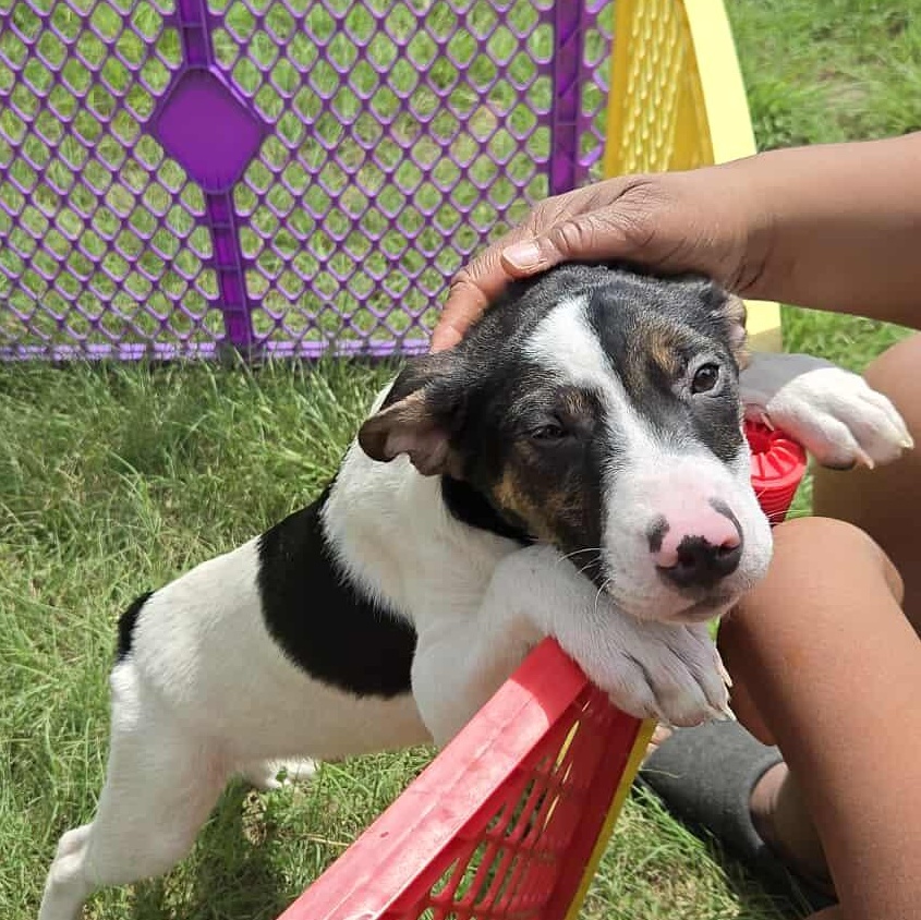 Grumpy, an adoptable Pit Bull Terrier in BUTTE, MT, 59701 | Photo Image 3