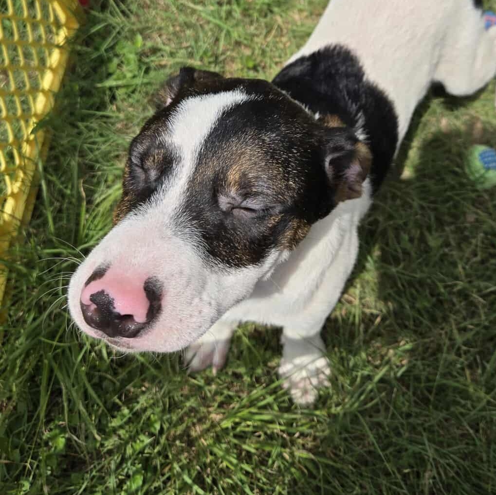Grumpy, an adoptable Pit Bull Terrier in BUTTE, MT, 59701 | Photo Image 5
