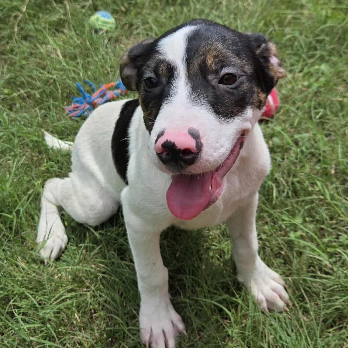 Grumpy, an adoptable Pit Bull Terrier in BUTTE, MT, 59701 | Photo Image 2