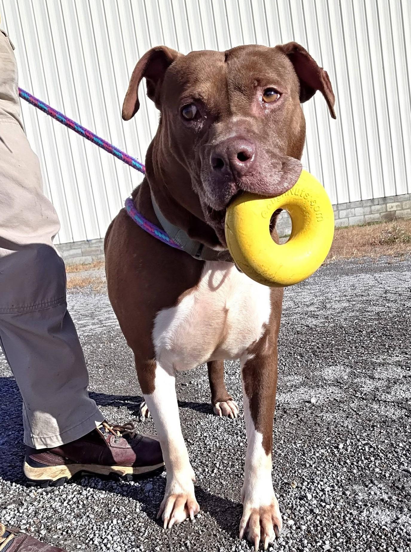 Razzle, Adoptable, Adult Male Mixed Breed.