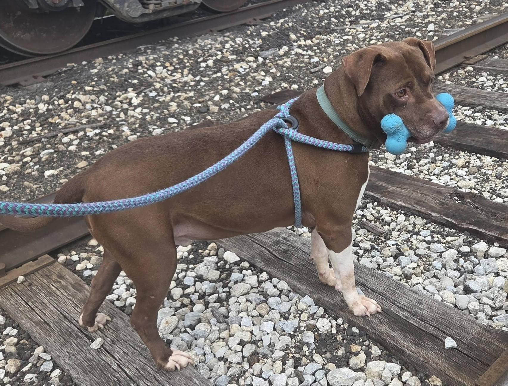 Enlarge Razzle, a Adoptable Mixed Breed in Youngstown, OH image 2/5