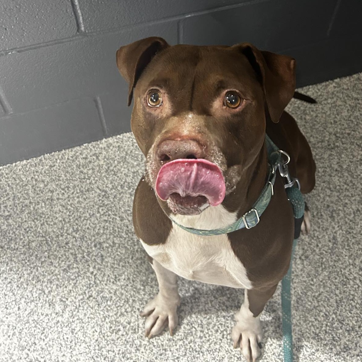 Razzle, Adoptable, Adult Male Mixed Breed.