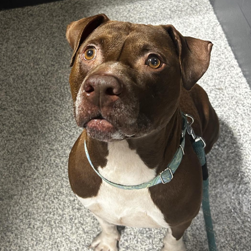 Razzle, a Adoptable Mixed Breed in Youngstown, OH image 2/2
