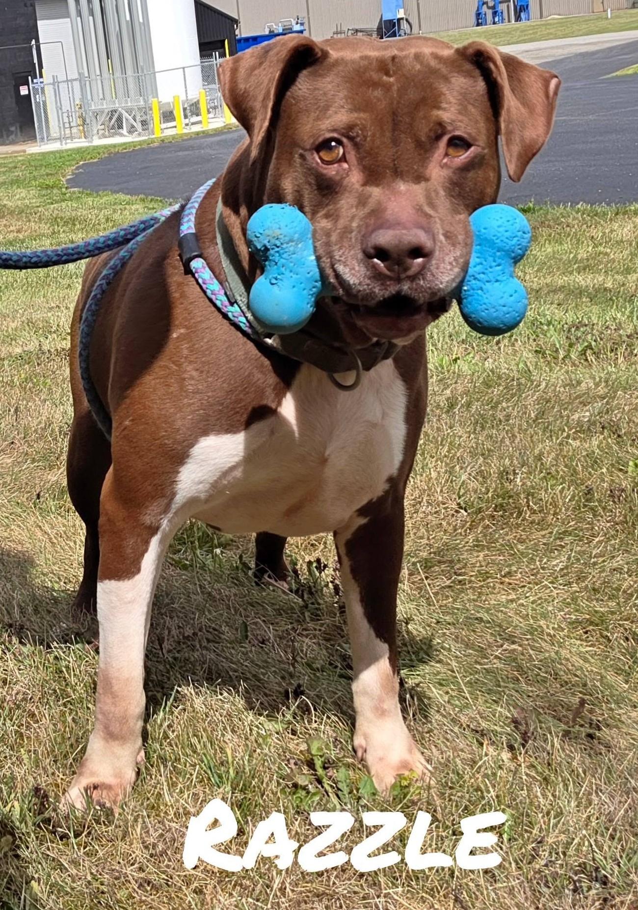 Enlarge Razzle, a Adoptable Mixed Breed in Youngstown, OH image 4/5