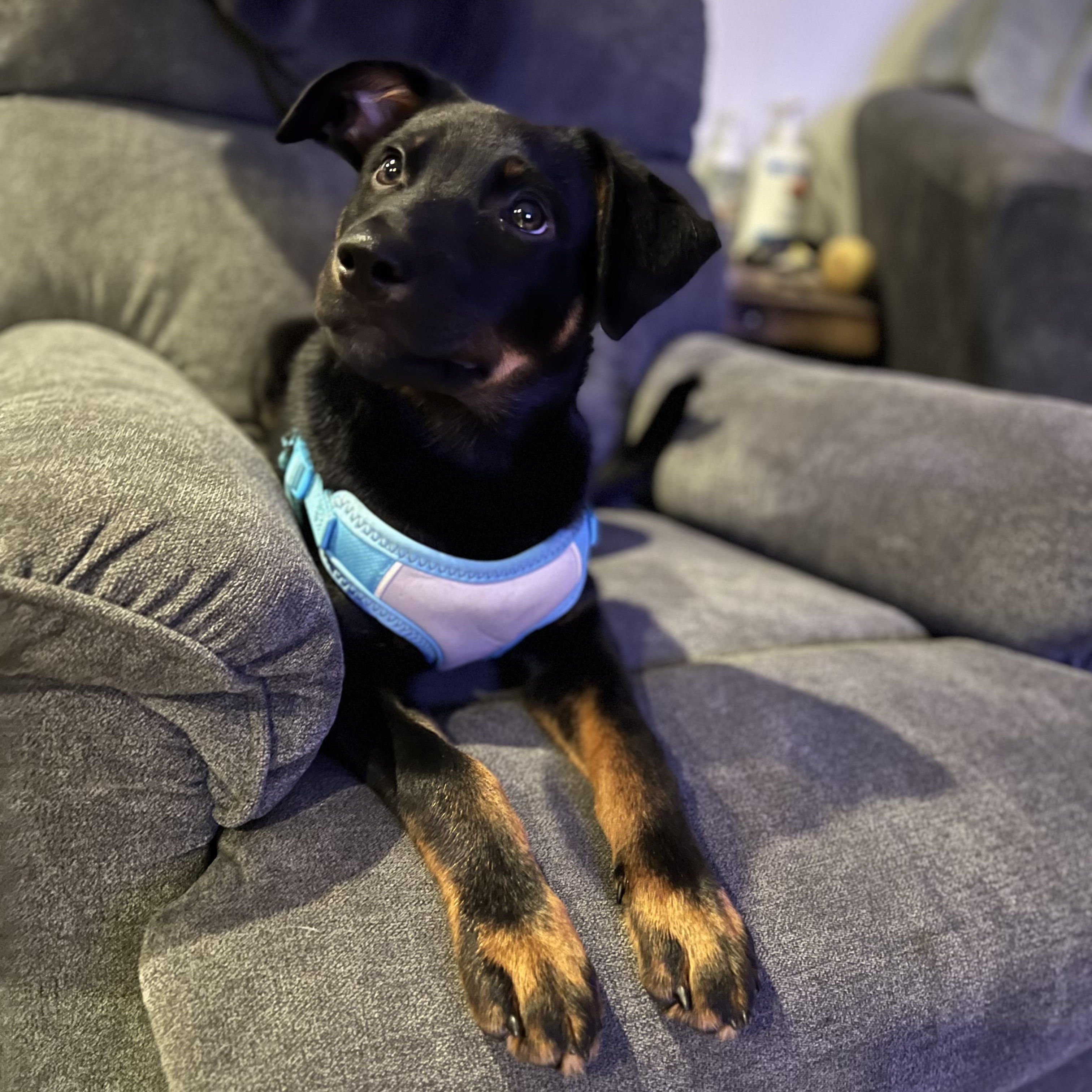 Enlarge Zuko, an adopted mixed breed in Ellicott City, MD image 2/4