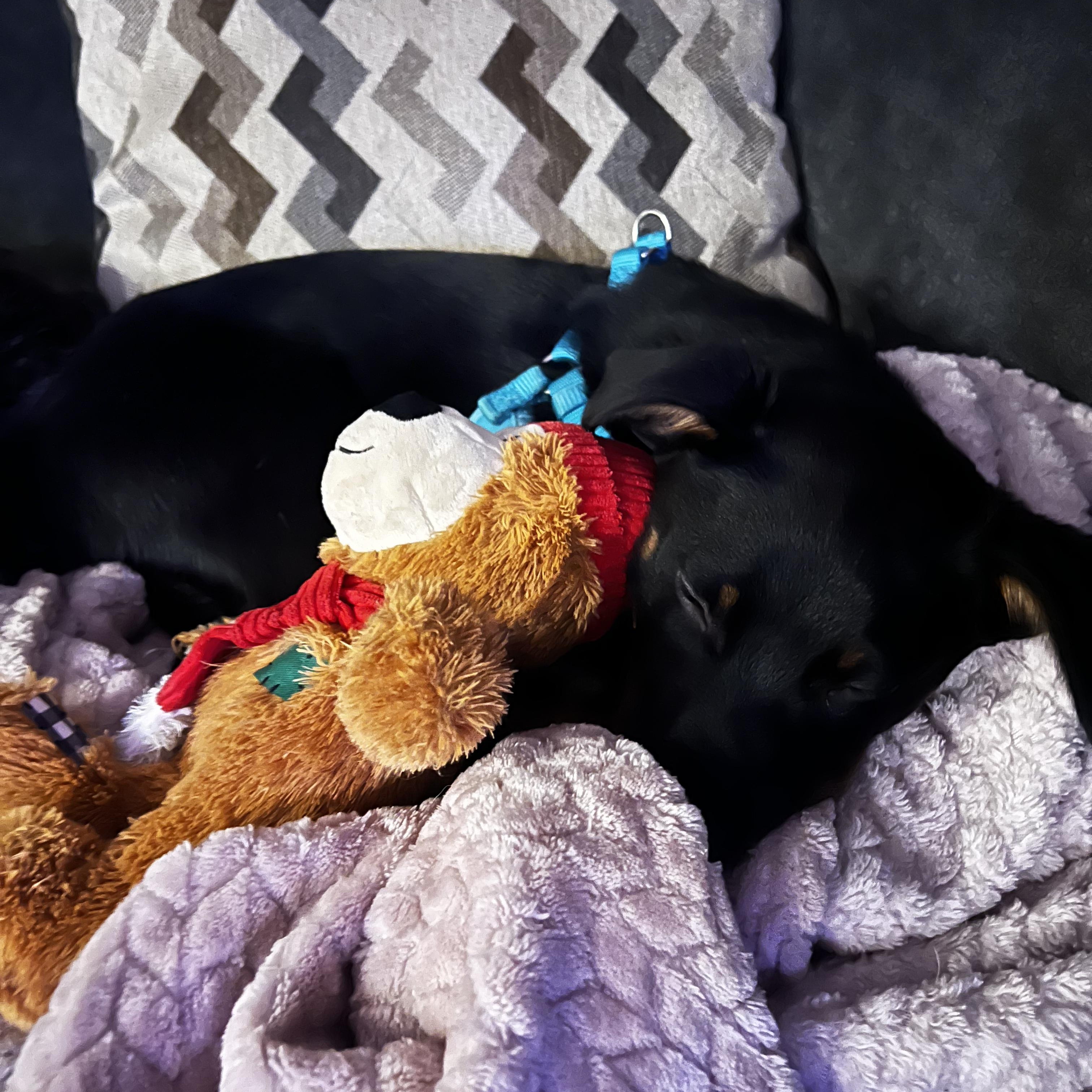 Enlarge Zuko, an adopted mixed breed in Ellicott City, MD image 4/4