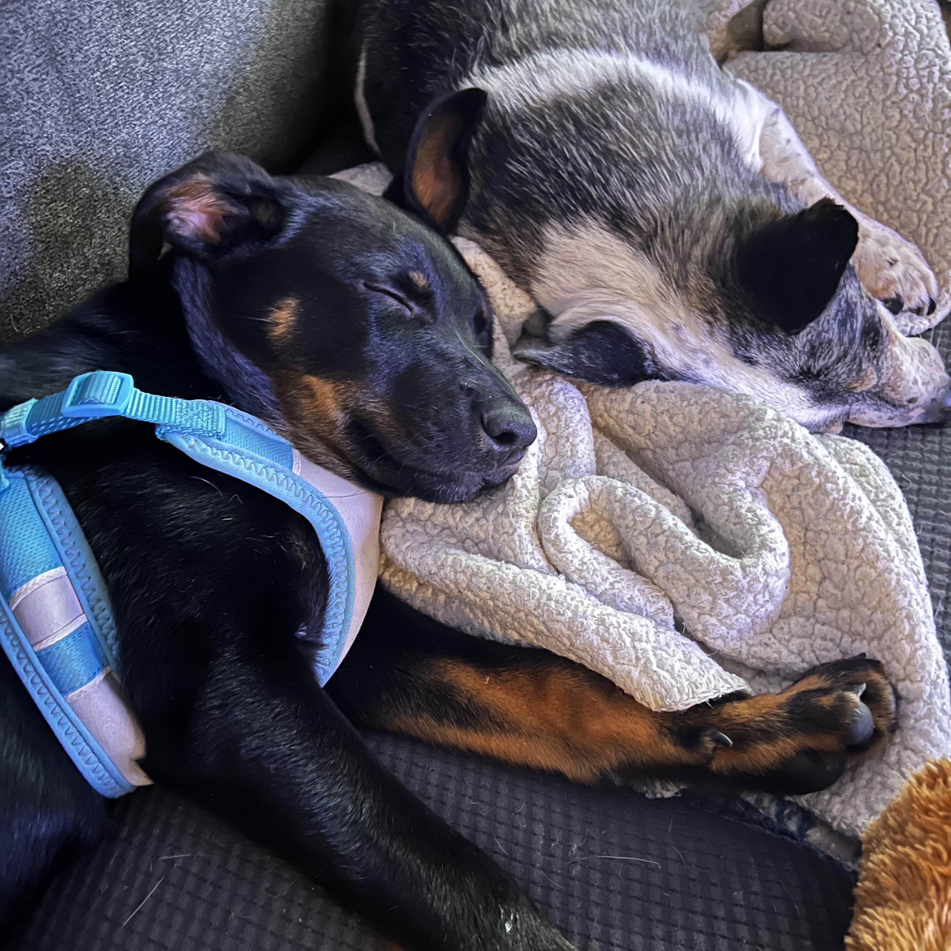 Enlarge Zuko, an adopted mixed breed in Ellicott City, MD image 3/4