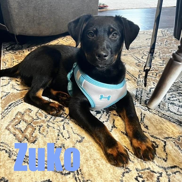 Enlarge Zuko, an adopted mixed breed in Ellicott City, MD image 1/4