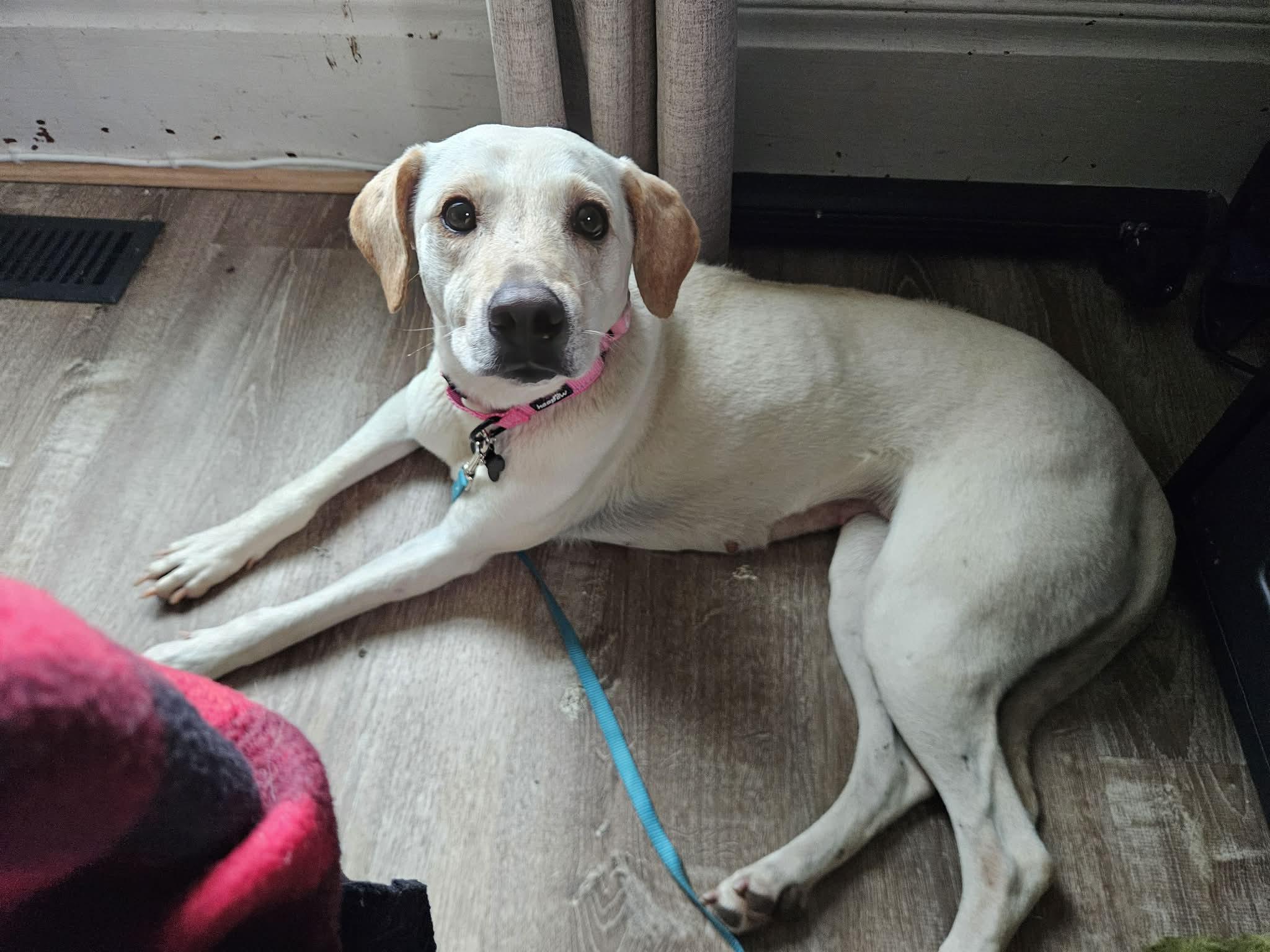 Enlarge Shelby , a ADOPTABLE mixed breed in China Township, MI image 5/6