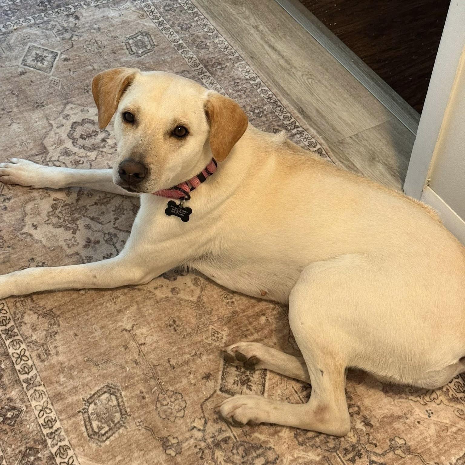Enlarge Shelby , a ADOPTABLE mixed breed in China Township, MI image 5/6