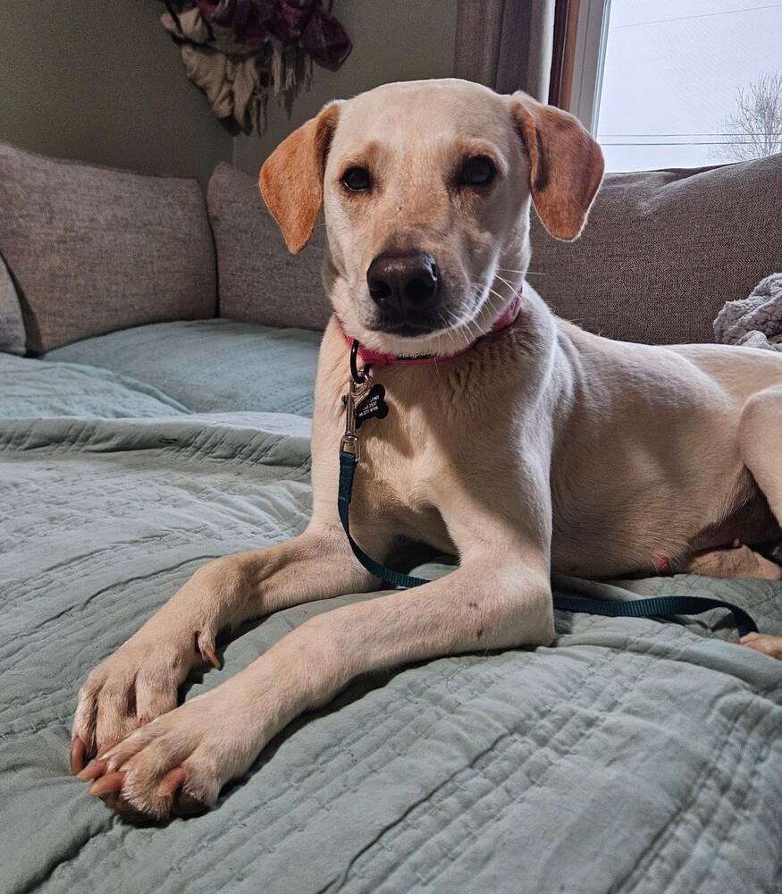 Enlarge Shelby , a ADOPTABLE mixed breed in China Township, MI image 2/6