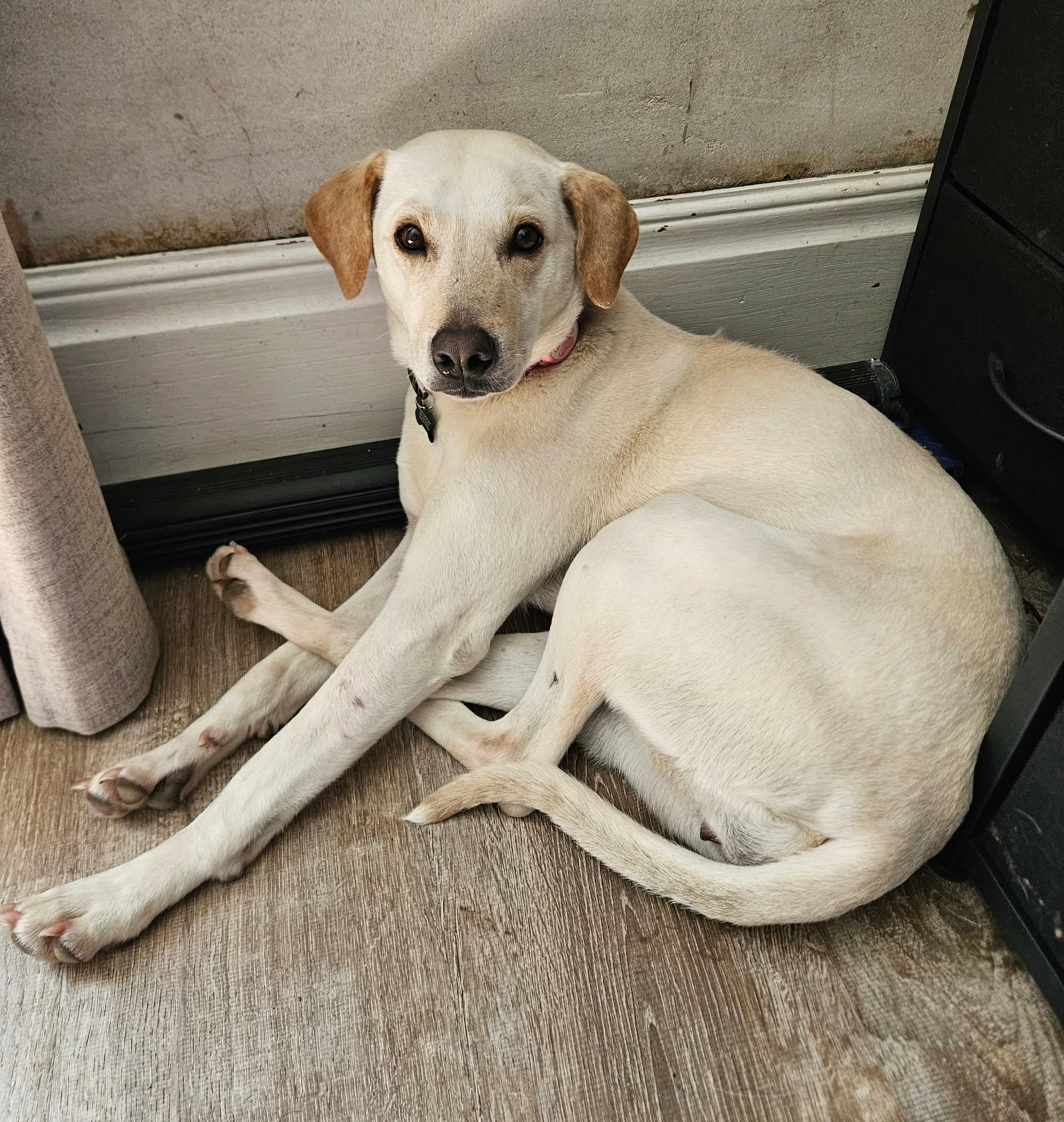 Enlarge Shelby , a ADOPTABLE mixed breed in China Township, MI image 1/6