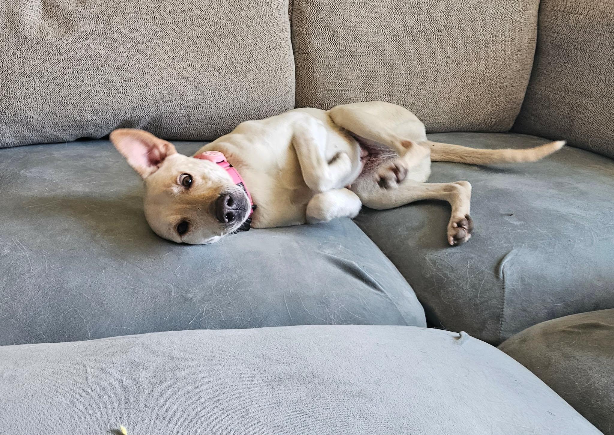 Enlarge Shelby , a ADOPTABLE mixed breed in China Township, MI image 6/6