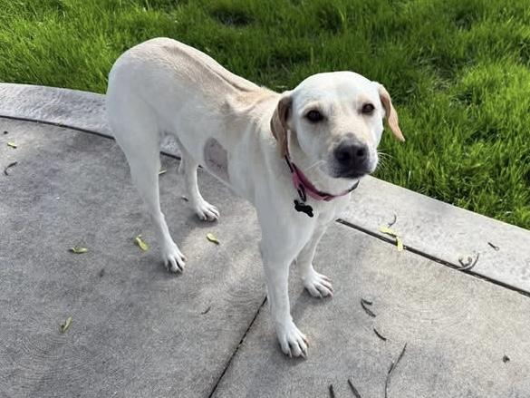 Enlarge Shelby , a ADOPTABLE mixed breed in China Township, MI image 1/6