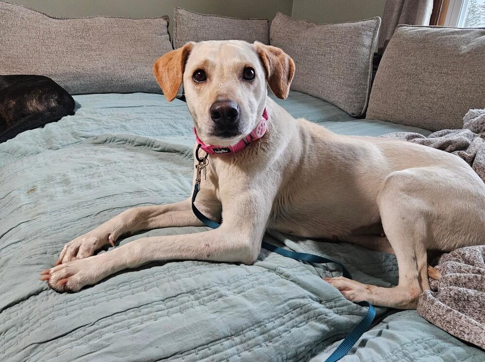 Enlarge Shelby , a ADOPTABLE mixed breed in China Township, MI image 4/6