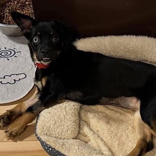 Enlarge Caris, a ADOPTABLE mixed breed in Lubbock, TX image 2/4