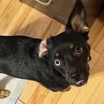 Enlarge Caris, a ADOPTABLE mixed breed in Lubbock, TX image 3/4