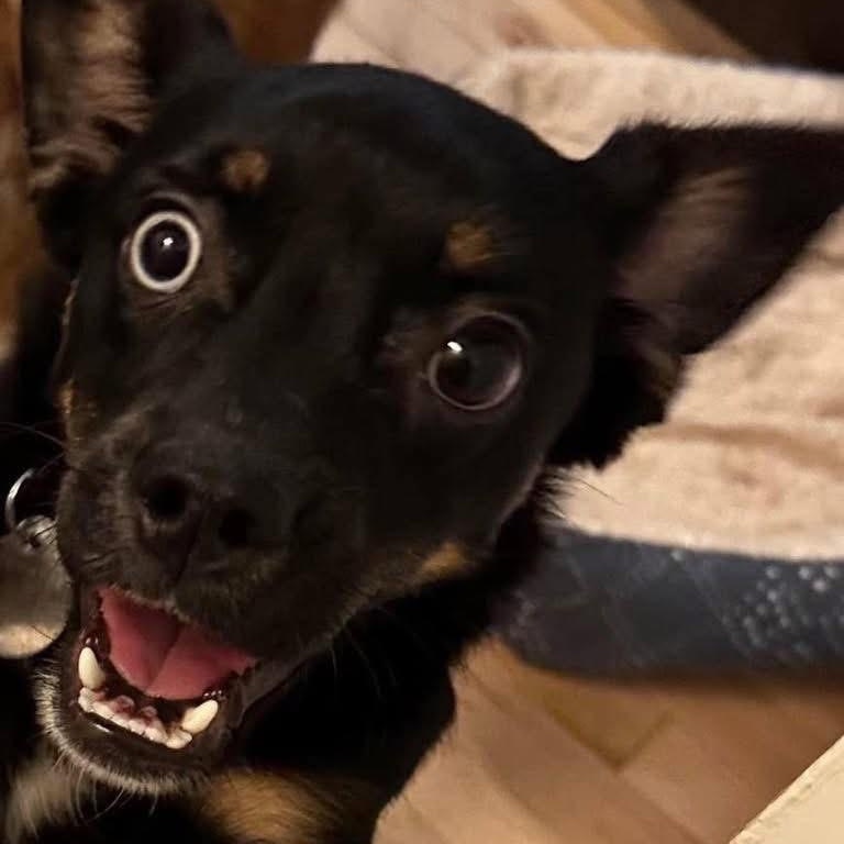 Caris, ADOPTABLE, Young Female Chihuahua.