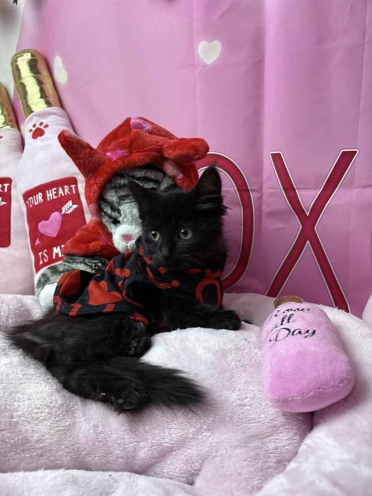 Riddle, Adoptable, Kitten Male Domestic Short Hair.