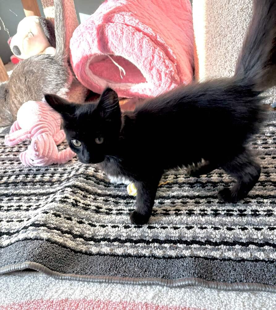 Enlarge Riddle, a Adoptable mixed breed in Grand Rapids, MI image 2/6