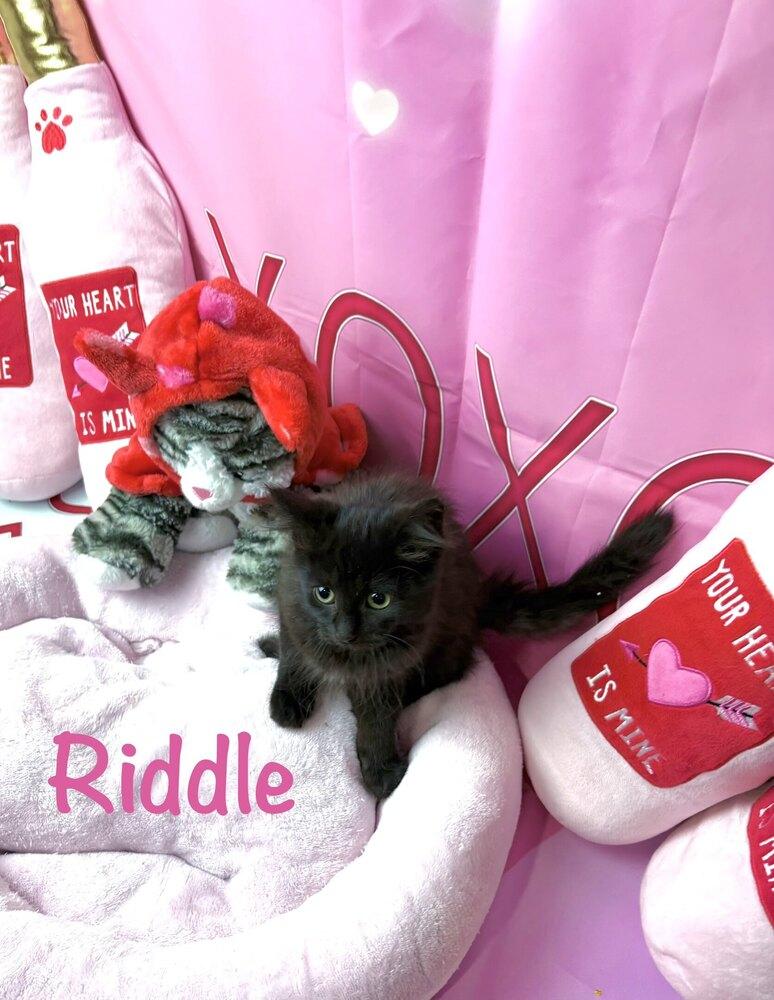 Enlarge Riddle, a Adoptable mixed breed in Grand Rapids, MI image 3/6