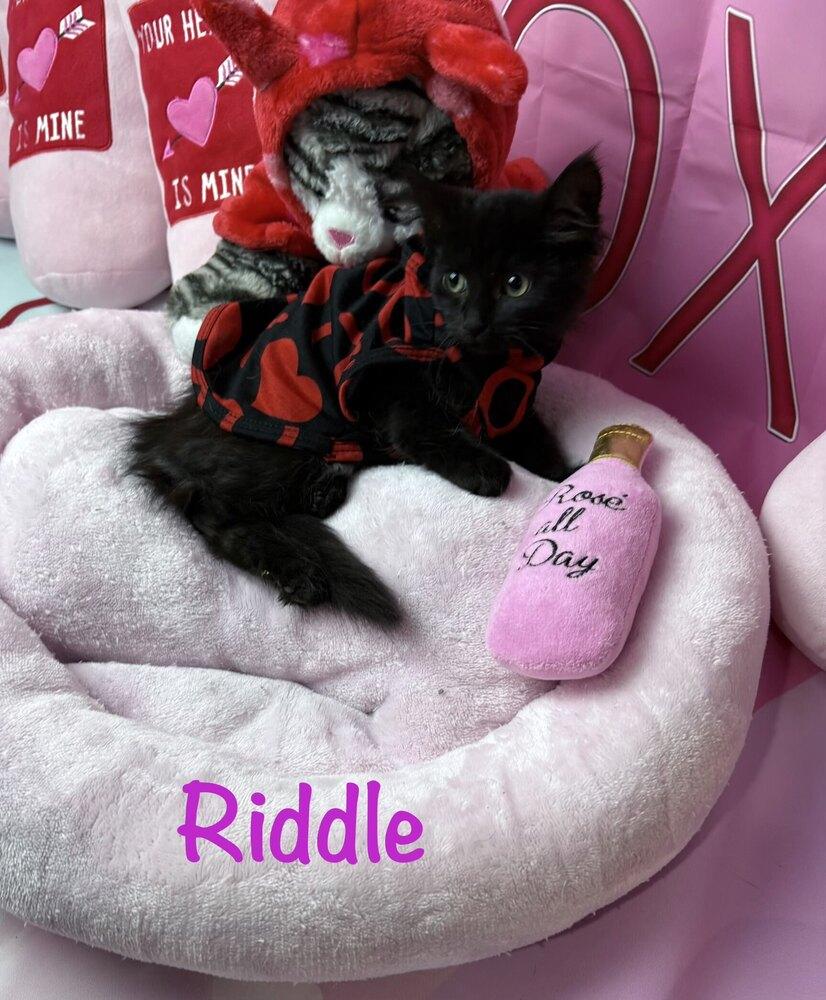 Enlarge Riddle, a Adoptable mixed breed in Grand Rapids, MI image 4/6