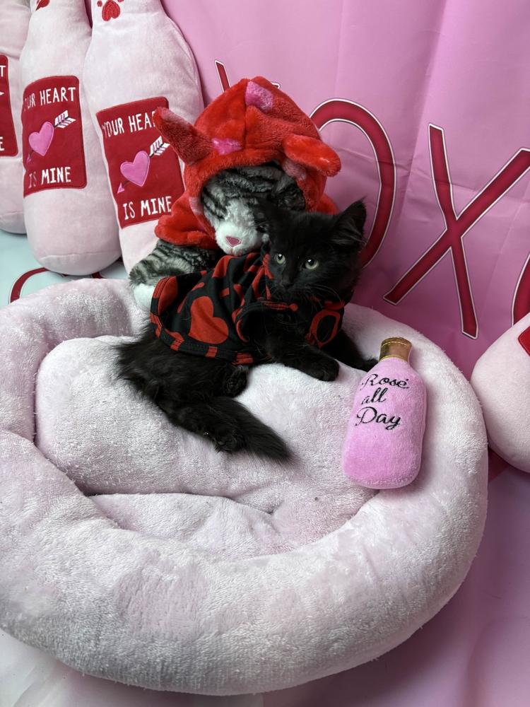 Enlarge Riddle, a Adoptable mixed breed in Grand Rapids, MI image 5/6