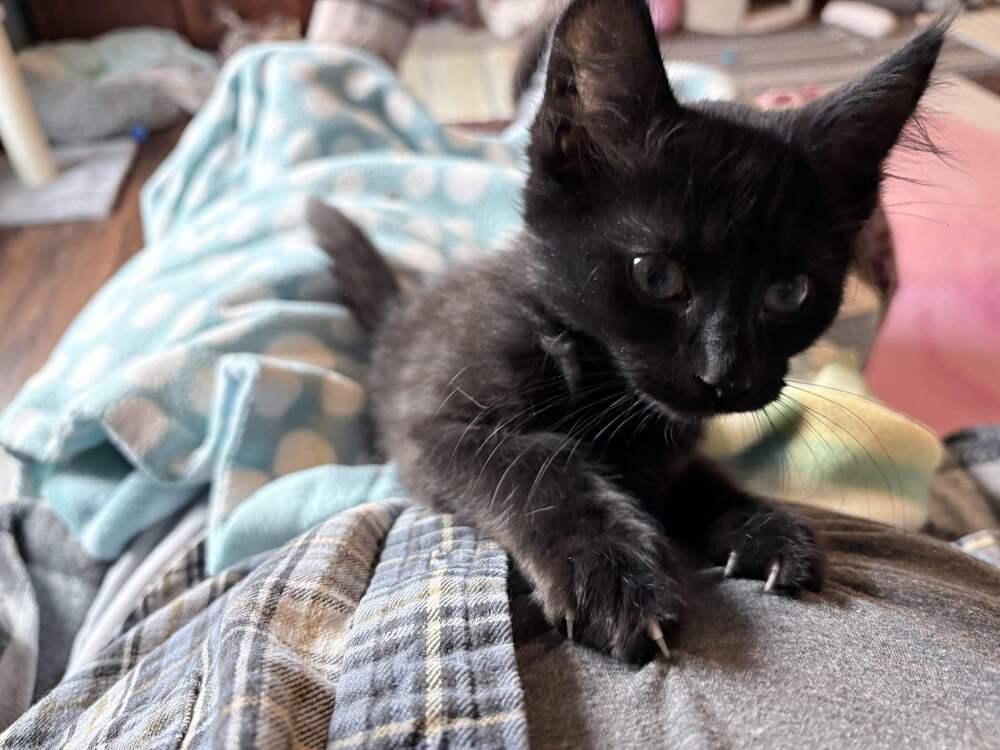 Enlarge Riddle, a Adoptable mixed breed in Grand Rapids, MI image 6/6