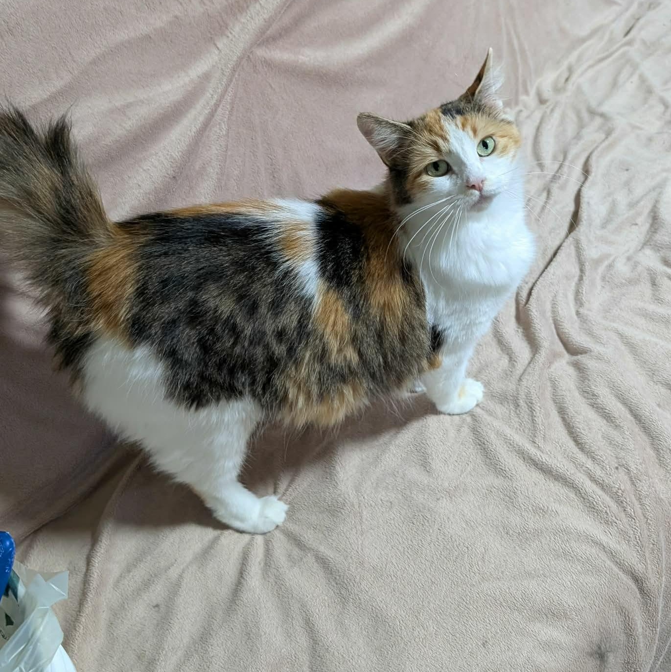 Enlarge HONEY, an adopted Domestic Medium Hair in Tillsonburg, ON image 1/3