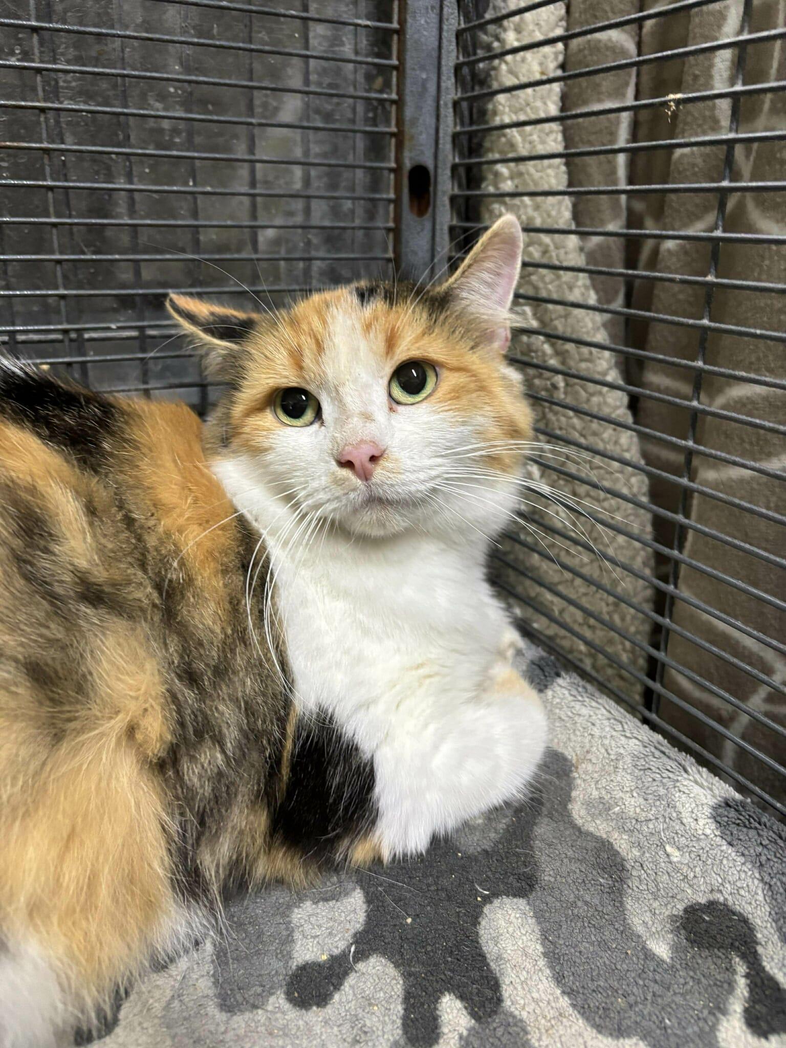 Enlarge HONEY, a Adoptable Domestic Medium Hair in Tillsonburg, ON image 1/2