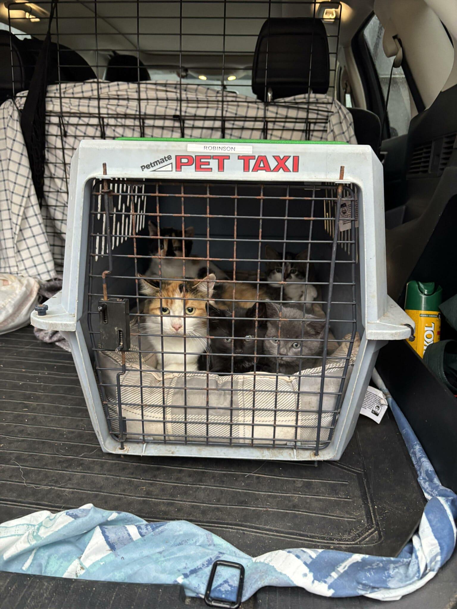 Enlarge HONEY, a Adoptable Domestic Medium Hair in Tillsonburg, ON image 2/2