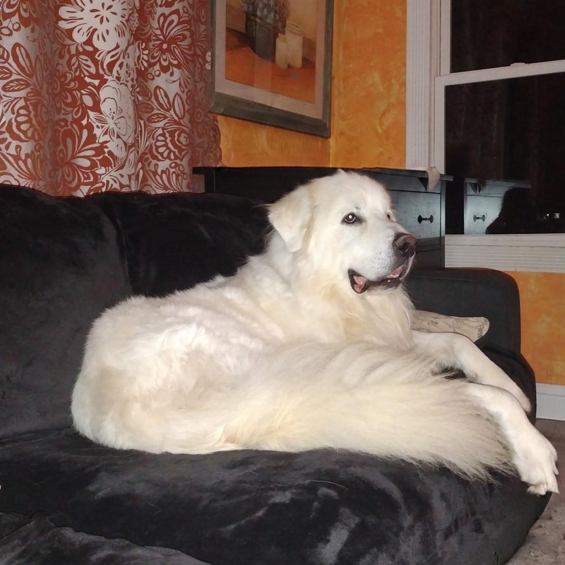 Enlarge Jax - Beautiful Boy, a Adoptable Great Pyrenees in Crown Point, IN image 5/6