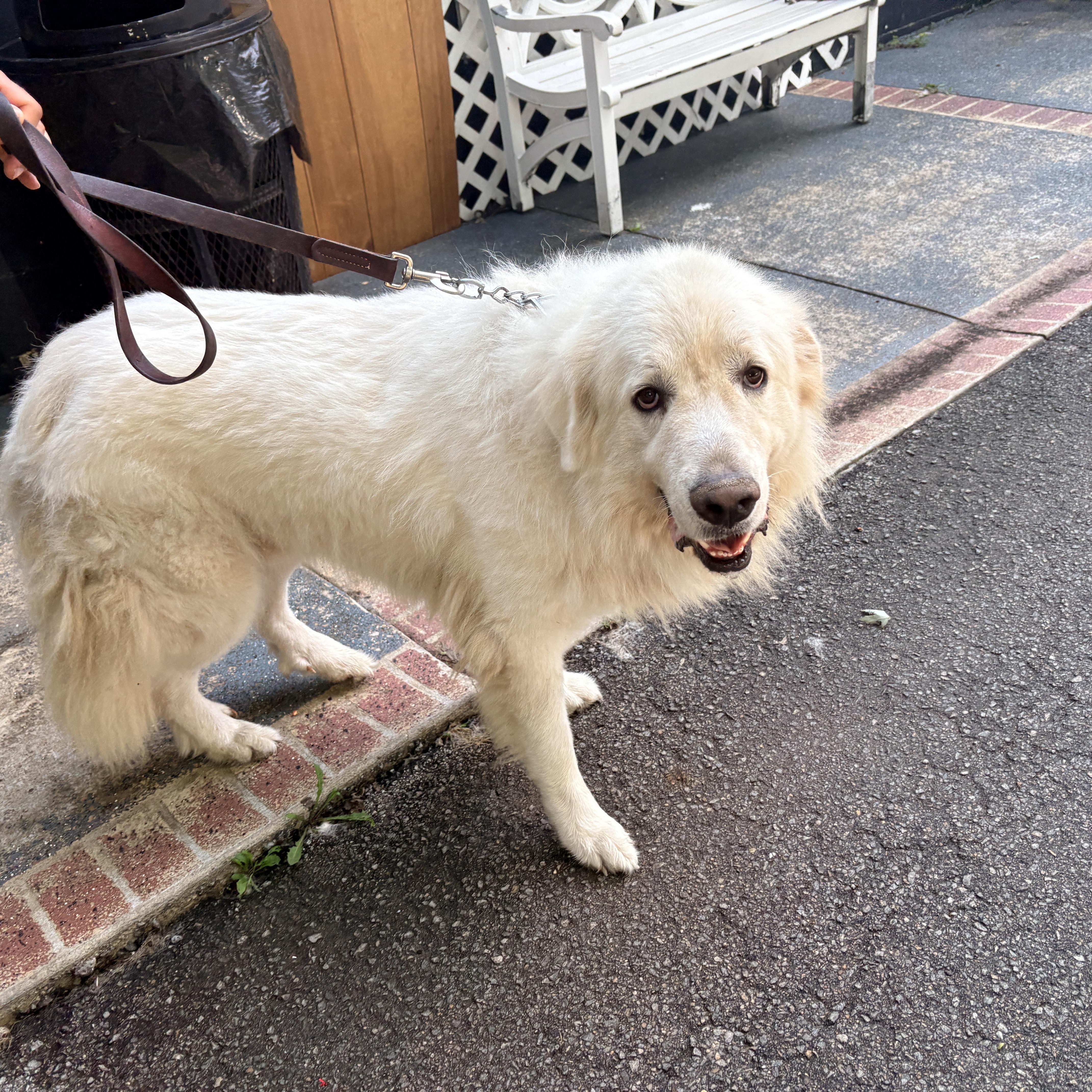 Enlarge Jax - Beautiful Boy, a Adoptable Great Pyrenees in Crown Point, IN image 6/6