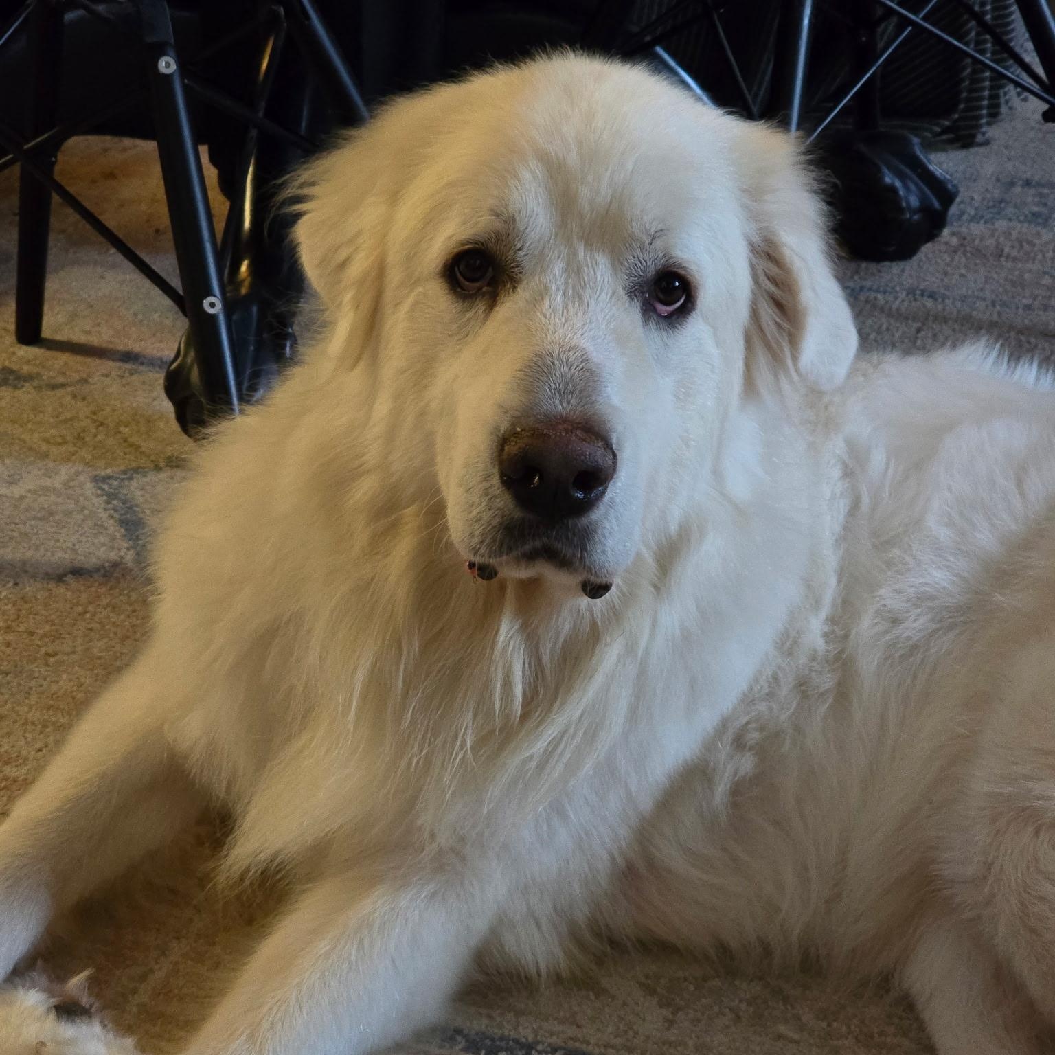Enlarge Jax - Beautiful Boy, a Adoptable Great Pyrenees in Crown Point, IN image 1/6