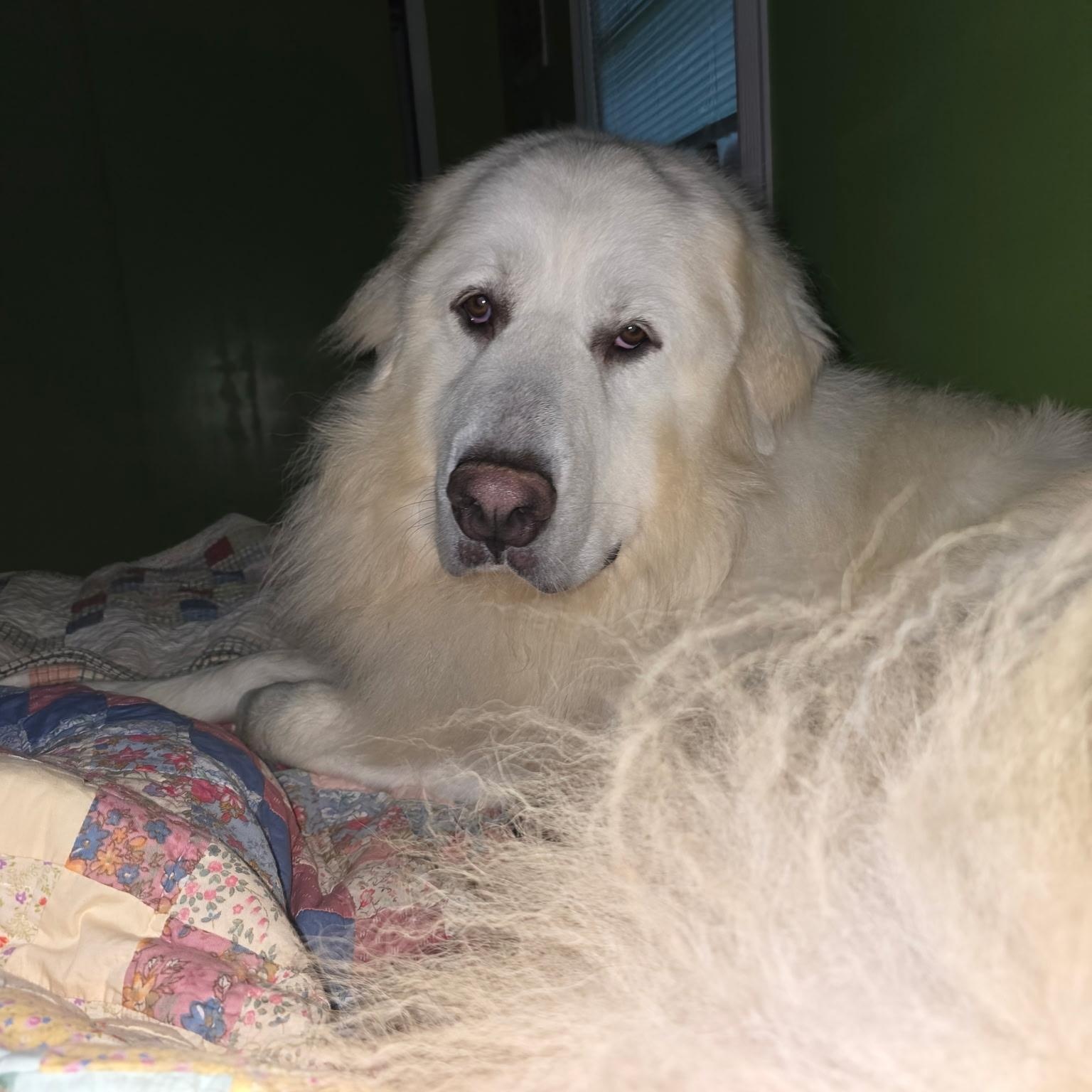 Enlarge Jax - Beautiful Boy, a Adoptable Great Pyrenees in Crown Point, IN image 3/6