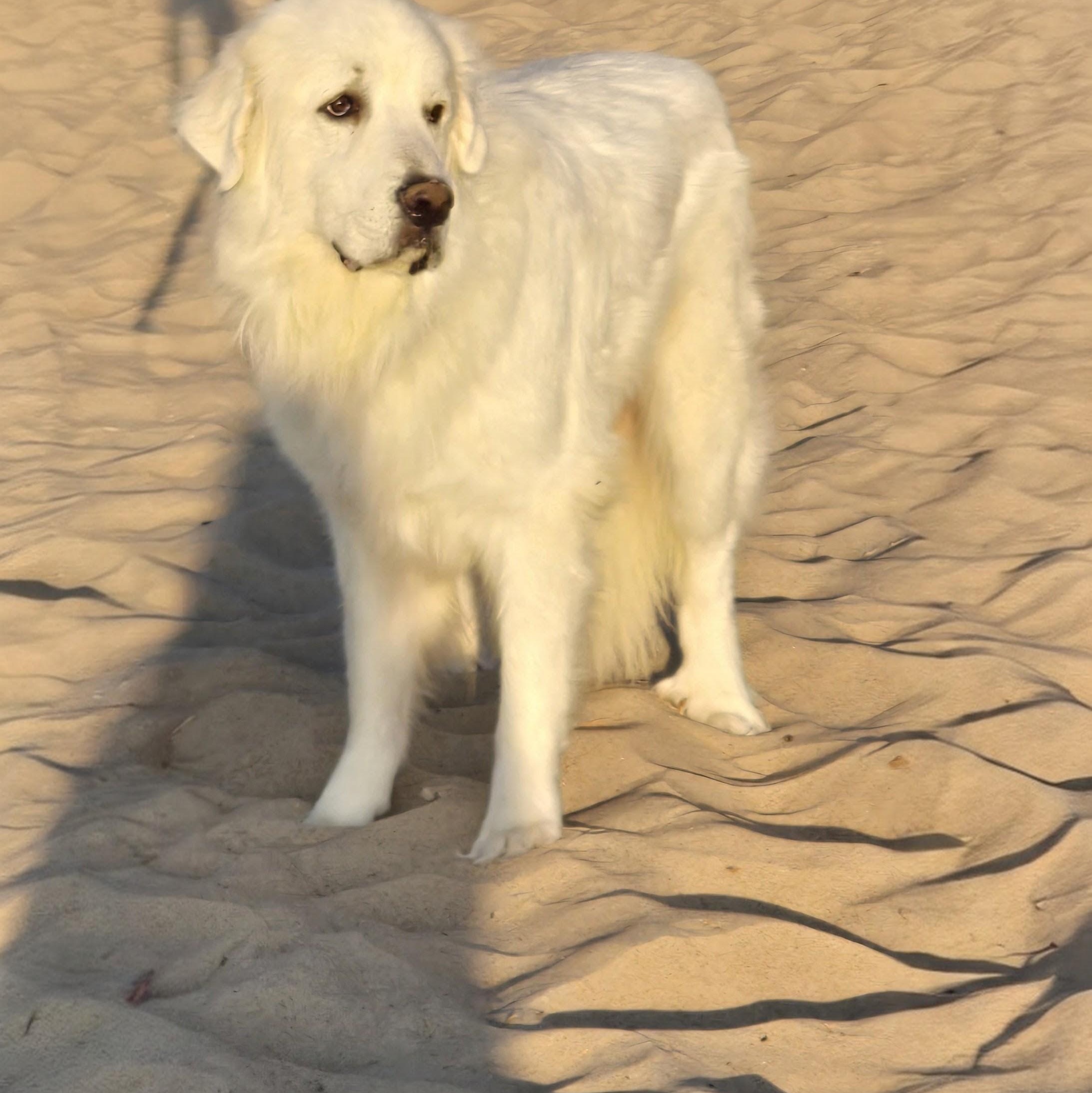 Enlarge Jax - Beautiful Boy, a Adoptable Great Pyrenees in Crown Point, IN image 2/6
