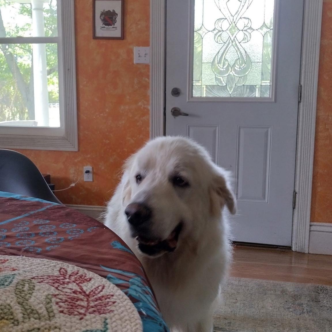 Enlarge Jax - Beautiful Boy, a Adoptable Great Pyrenees in Crown Point, IN image 4/6