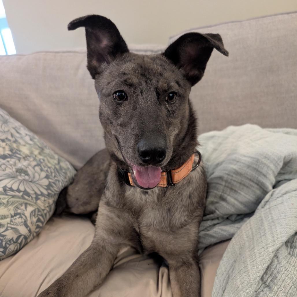 Faye, Adoptable, Puppy Female Dutch Shepherd.