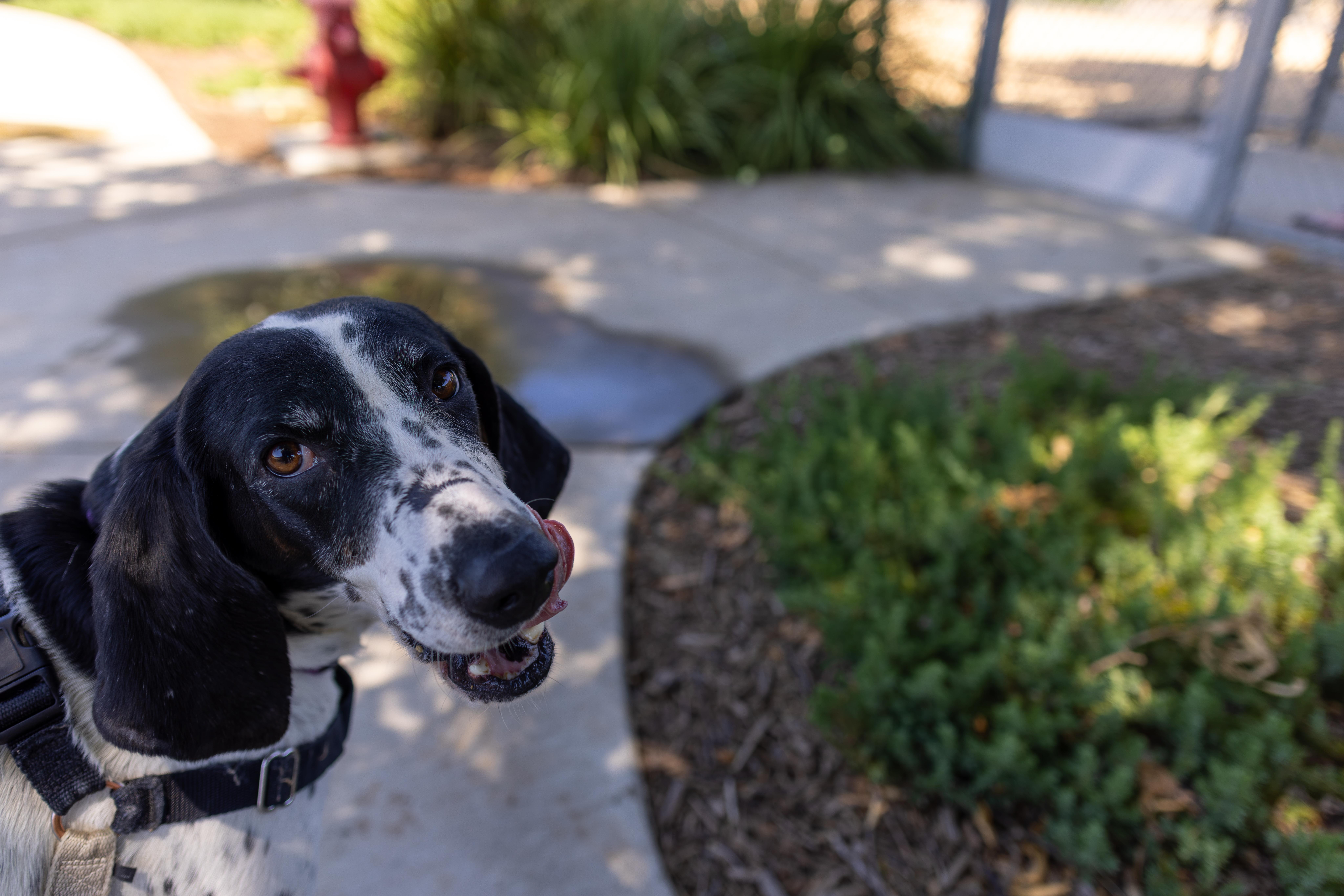 Bella, Adoptable, Adult Female Bloodhound & Australian Cattle Dog / Blue Heeler.