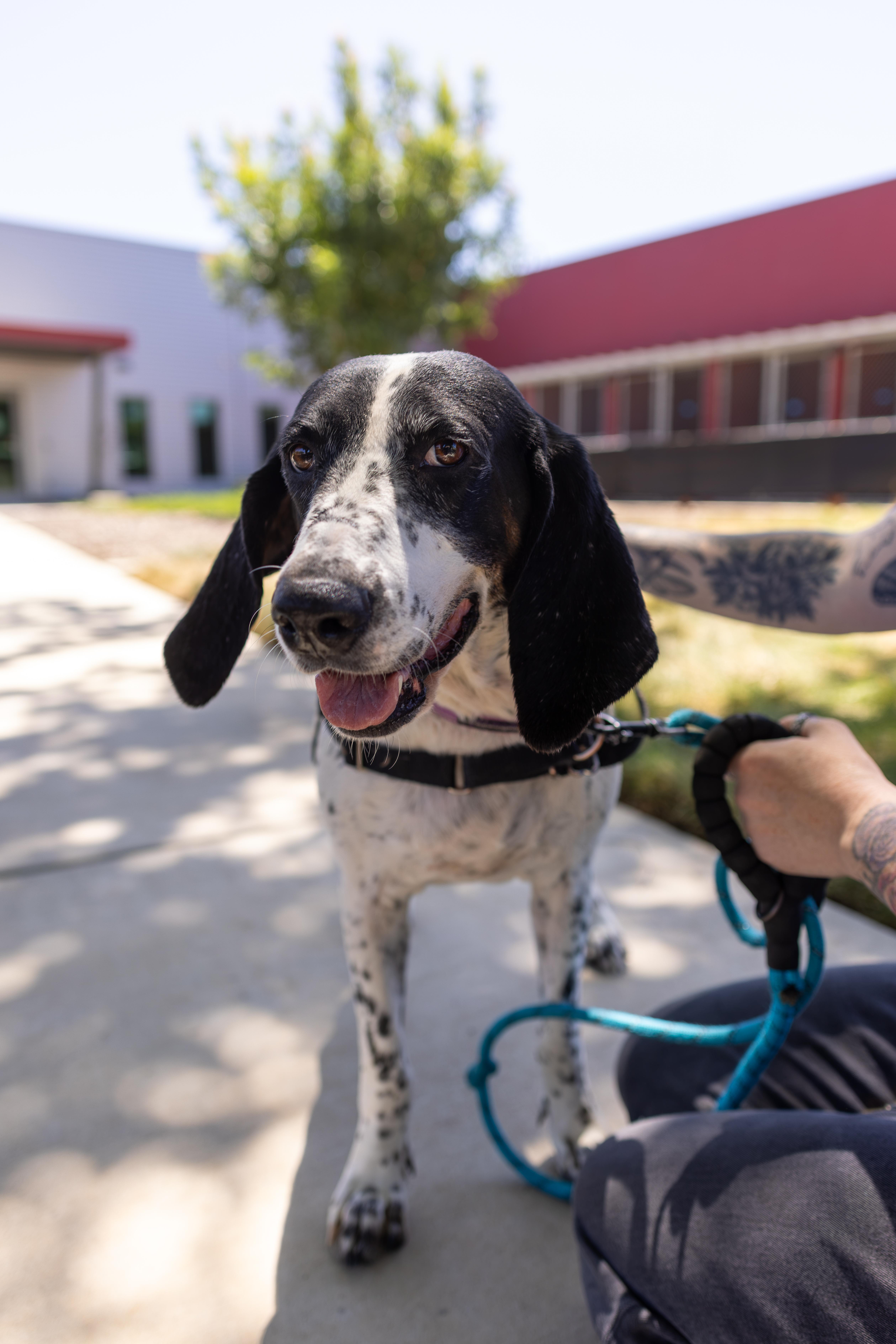 Enlarge Bella, a Adoptable mixed breed in Chico, CA image 2/6