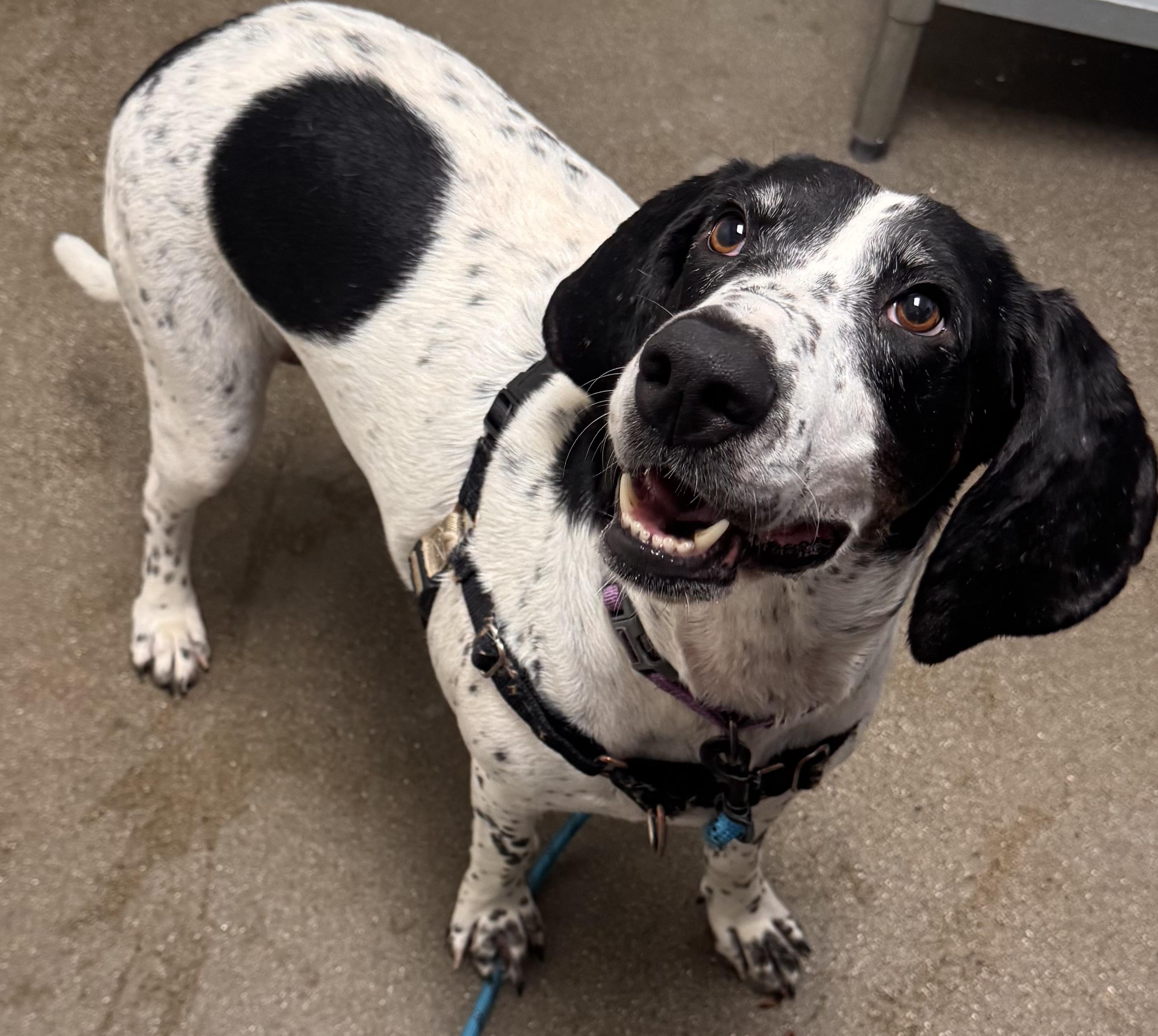 Enlarge Bella, a Adoptable mixed breed in Chico, CA image 3/6