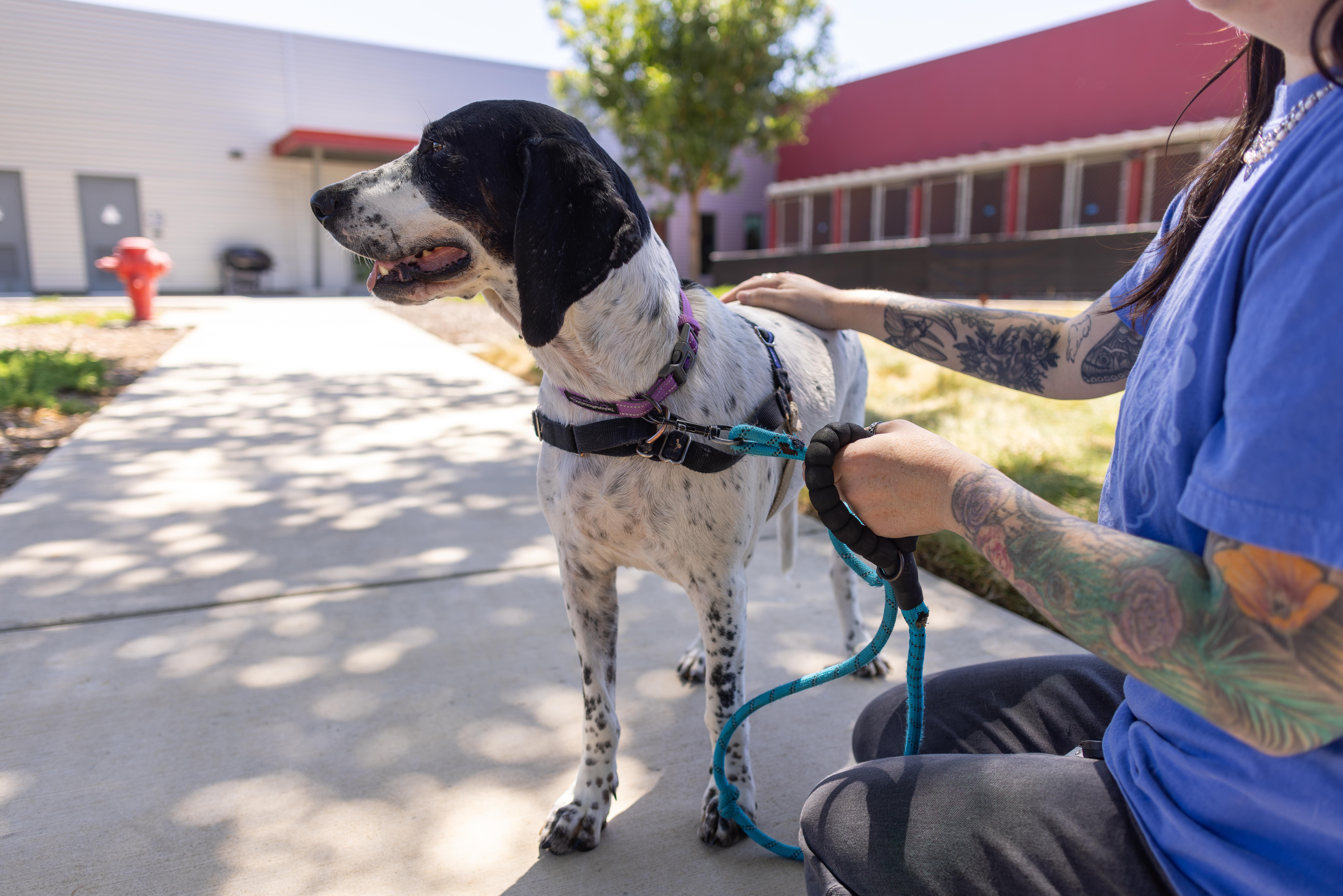 Enlarge Bella, a Adoptable mixed breed in Chico, CA image 4/6