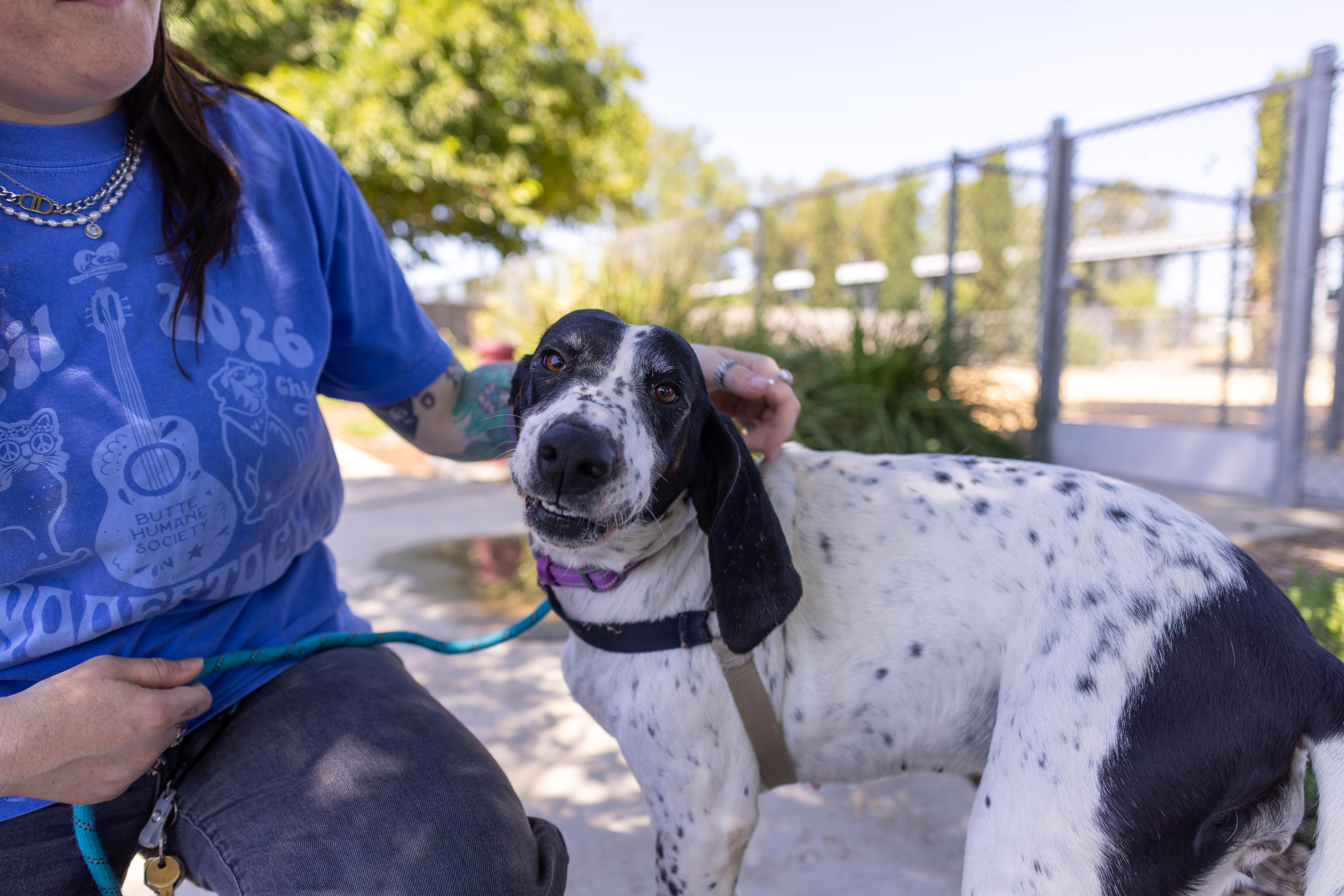 Enlarge Bella, a Adoptable mixed breed in Chico, CA image 5/6